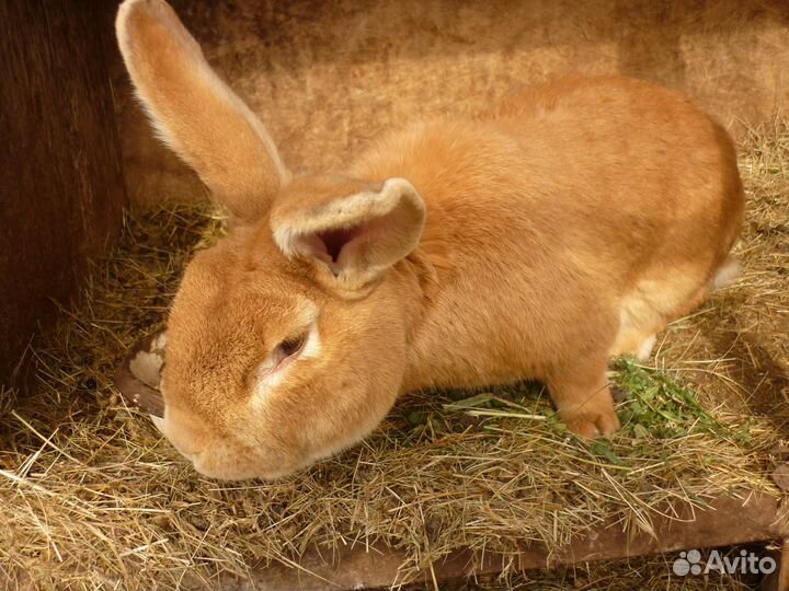 Кролики на развод
