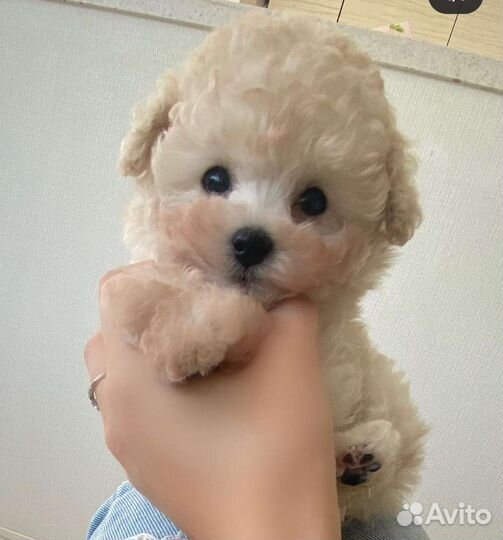 Мальтипу кремовая