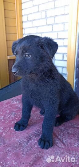 Щенок мальчик