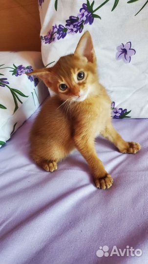 Абиссинские котята
