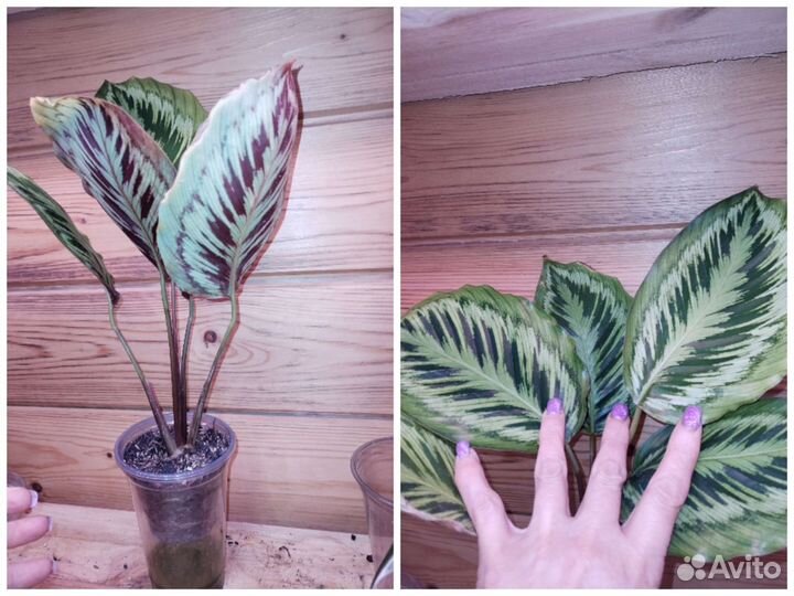 Калатеи, маранты