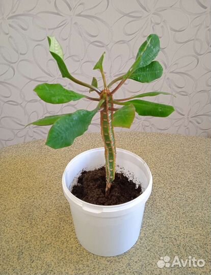 Комнатные цветы Китайская роза красная, обмен