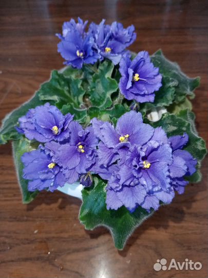 Герань, денежное дерево и фиалка