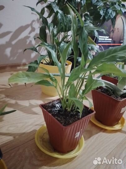 Комнатные цветы гибискус