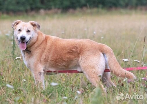 Добрейший и нежнейший Персик. Лесной приют