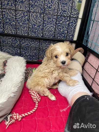 Мальчишки мальтипушки ф1