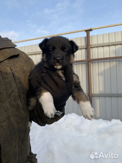 Отдам щенка в добрые руки