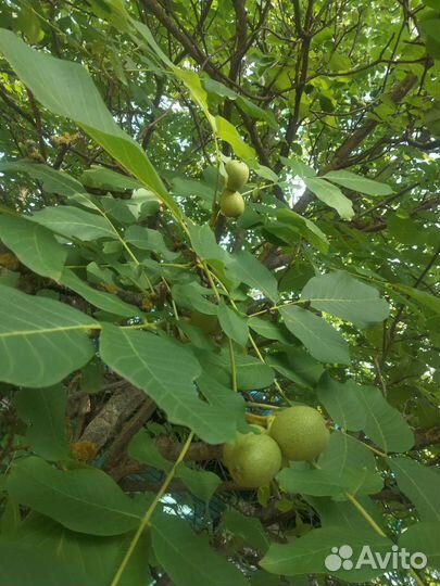 Грецкий орех саженцы