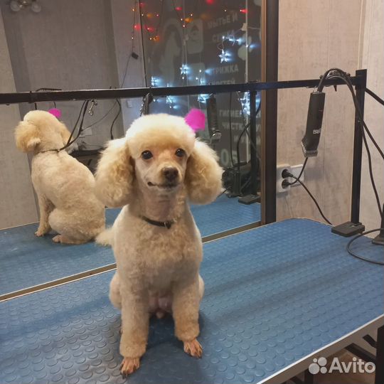 Груминг собак и кошек