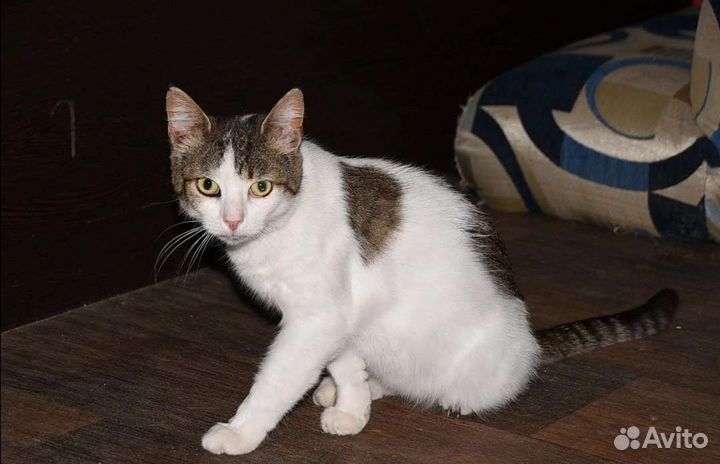 Котик в дар