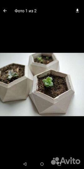 В горшочках суккуленты