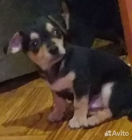 Щенки той-терьер