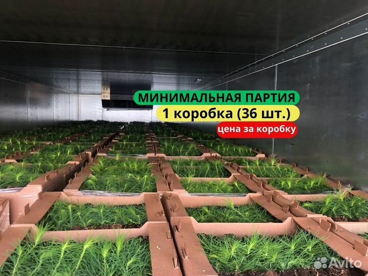 Саженцы сосны зкс от производителя