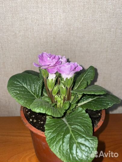 Примула махровая