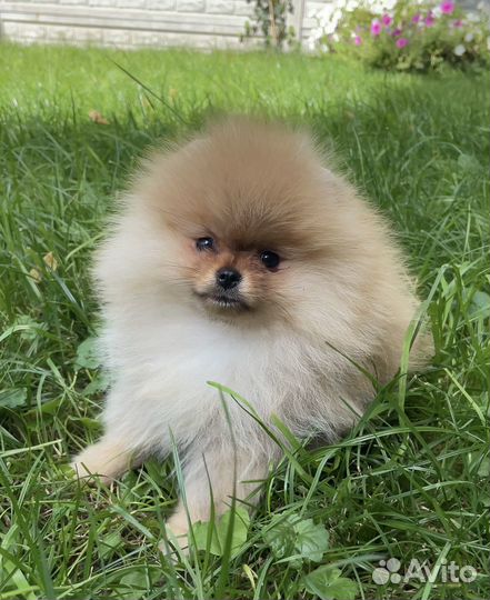 Померанский шпиц девочка