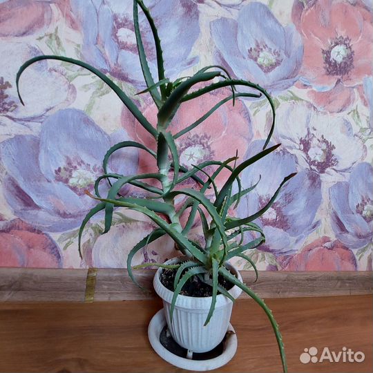 Продам Алоэ