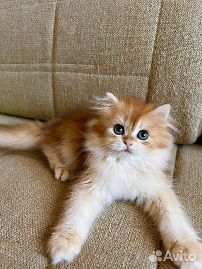 Британская золотая шиншилла мальчики