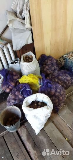 Семенной картофель