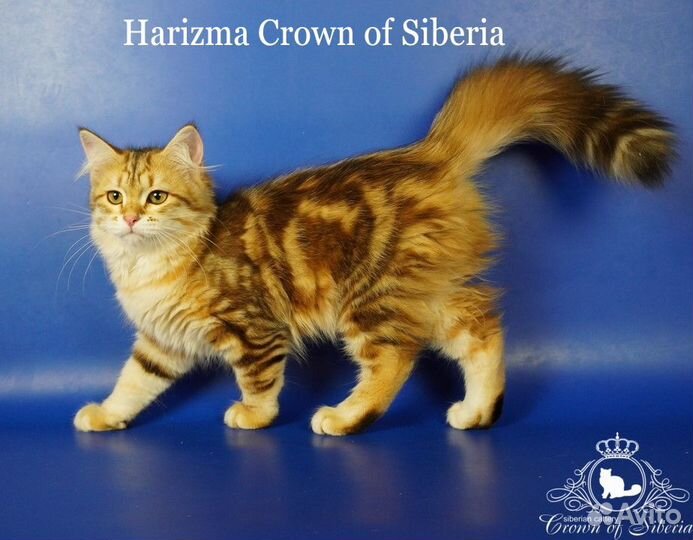 Сибирские котята с родословной традиционного окрас