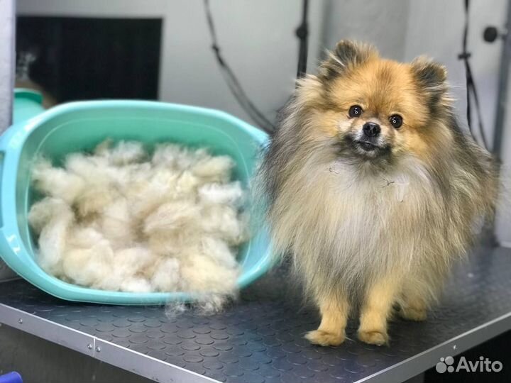 Эксперсс-линька для собак