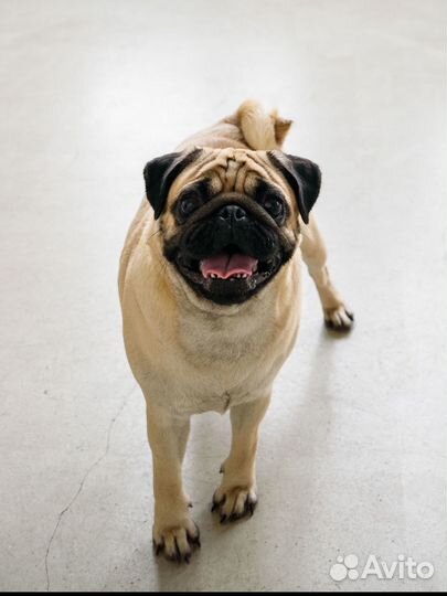 Вязка мопс девочка