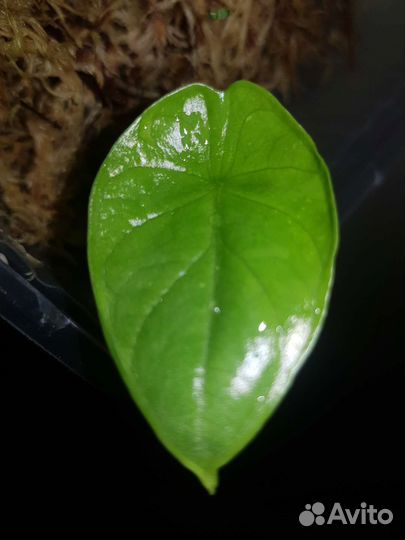 Алоказии детки (Альбом 5)