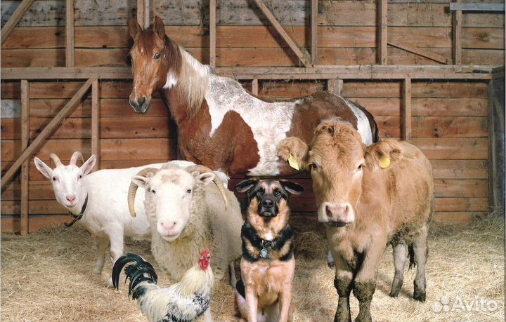 Комбикорма Кольцовские, Богданович, Челябинские