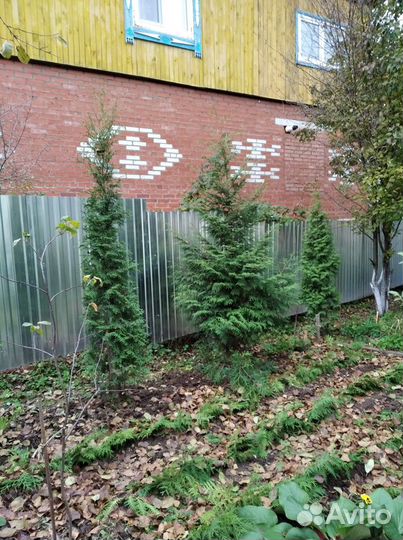 Хвойные саженцы- Туя