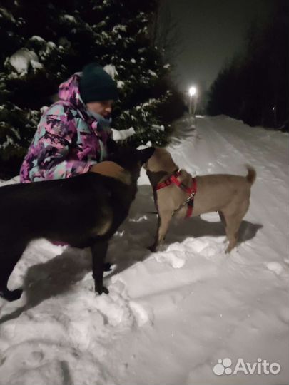 Шарпей в добрые руки