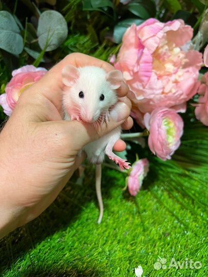 Крыса дамбо