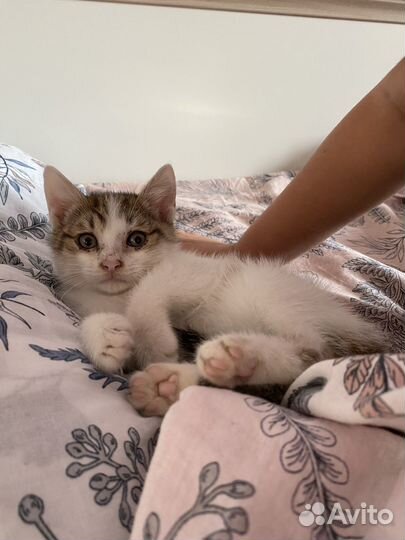 Котенок мальчик 1 месяц