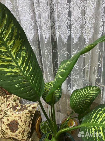 Диффенбахия гигант