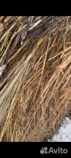 Сено в рулонах