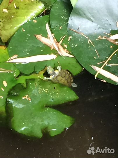 Прудовые рыбки