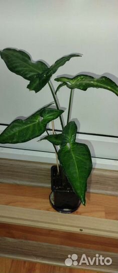 Сингониумы