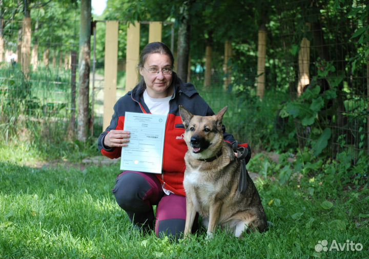 Дрессировка собак. Инструктор-дрессировщик