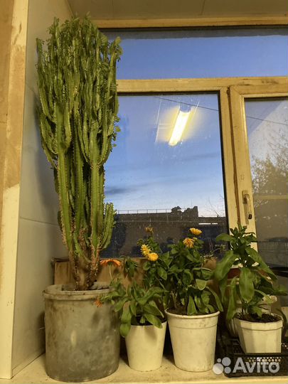 Молочай трехгранный