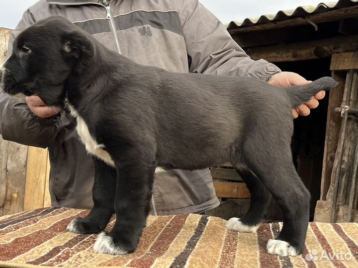 Девочка алабая из питомника