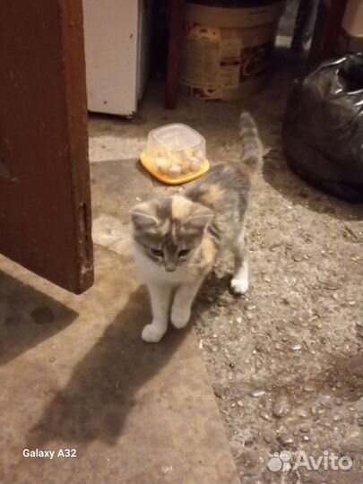 Кошка в дар бесплатно