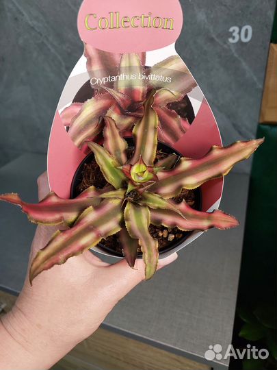 Криптантус Bivittatus Rubin