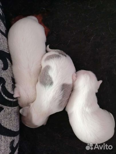 Щенки чихуахуа девочки