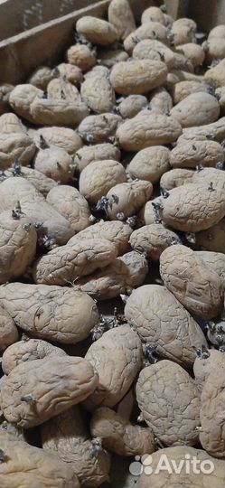 Посадочный картофель