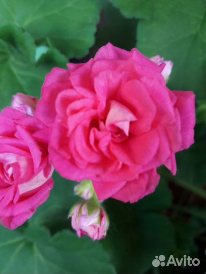 Пеларгония розебудная