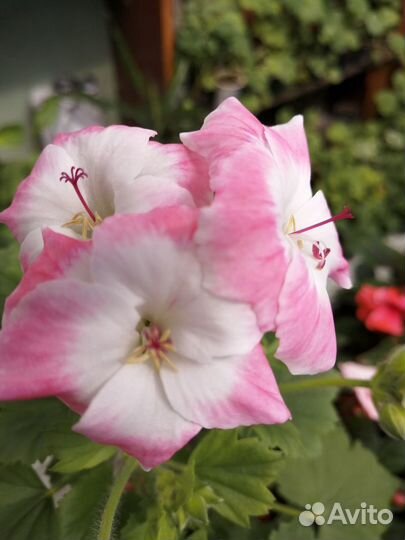 Королевские пеларгонии