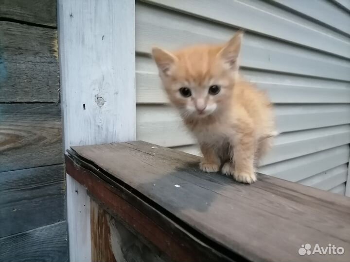 Кошка в дар бесплатно