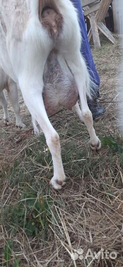 Козы дойные