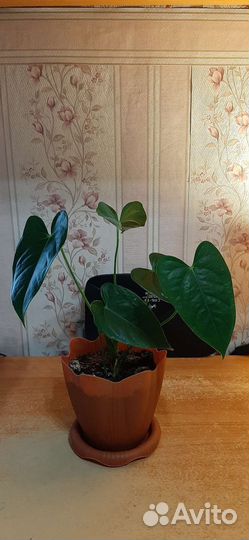 Антуриум (мужское счастье)