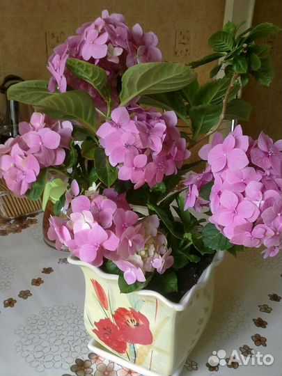 Гортензия розовая и малиновая