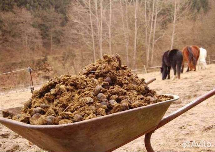 Навоз конский