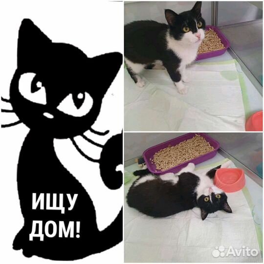 Ласковая нежная девочка в дар